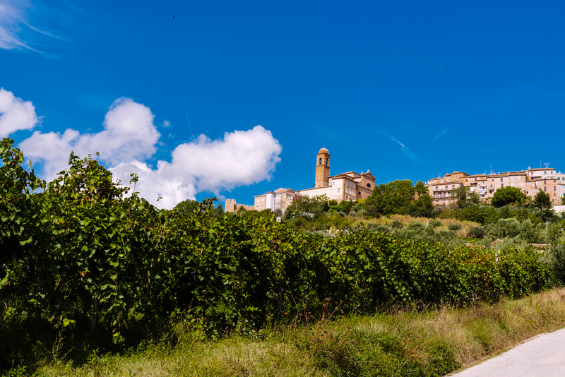 The city of Campofilone with grape vines in the foreground. 