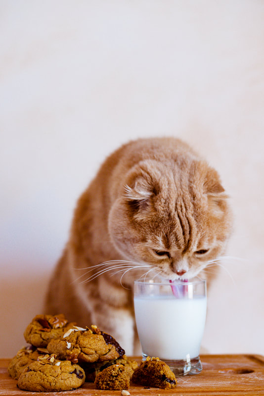 Scottish fold cat drinking milk from a glass