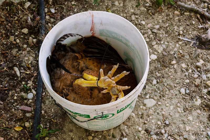 dead chicken in a plastic bucket with feet sticking out.