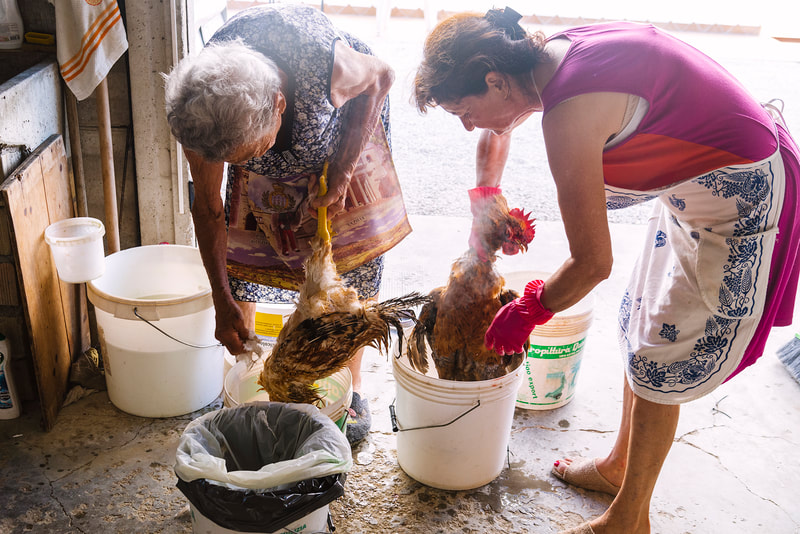 two Italian women cleaning dead chicken.