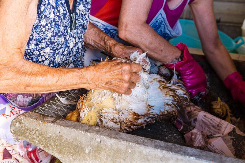 two women plucking out chicken feathers in a wash basin.