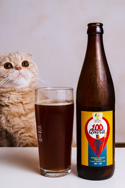 Dunkel style beer poured in a glass with Scottish fold cat in the background.